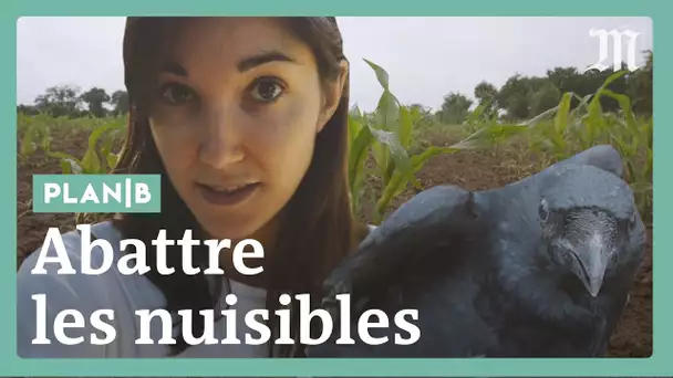 Faut-il abattre les animaux « nuisibles » ? #PlanB