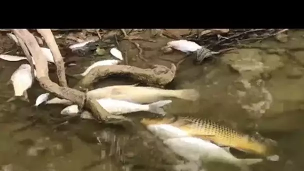 Des centaines de milliers de poissons morts en Australie