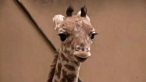 Bébé girafe au zoo de lyon