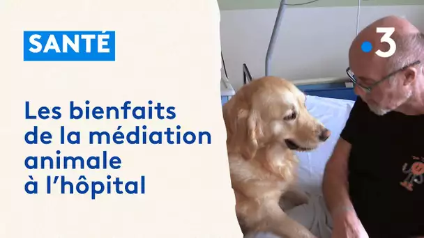 Médiation animale : une chienne pour aider les malades de la polyclinique des Bleuets de Reims