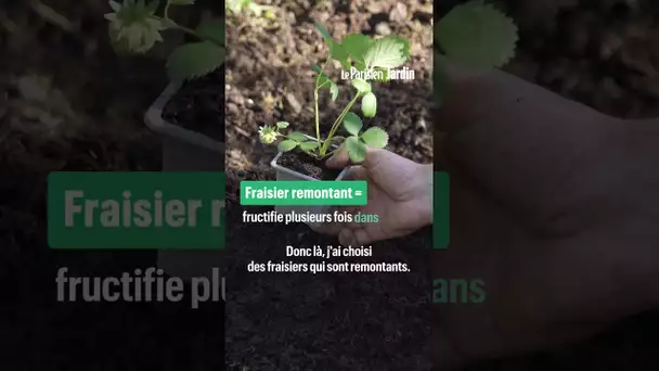 Septembre, c'est le meilleur mois pour planter des fraisiers... à côté des poireaux !