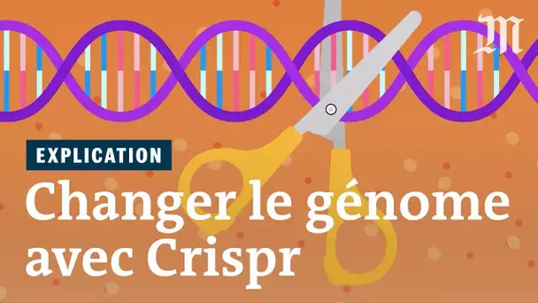 Crispr : une révolution pour manipuler le génome
