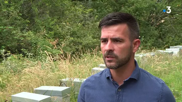Abeilles empoisonnées en Ariège : la victoire judiciaire de l'apiculteur contestée par BASF