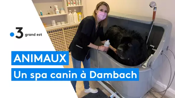 Bas-Rhin : un spa pour chiens à Dambach, "pour que les animaux soient bien dans leurs pattes"