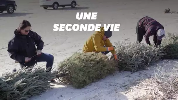 Le Texas a trouvé une utilité au sapin après Noël