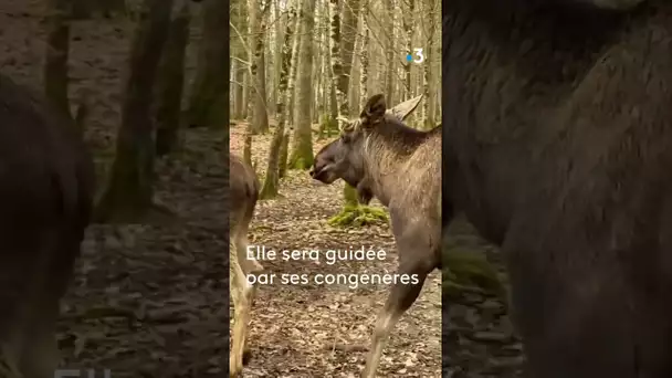 Une jeune élan orpheline réintroduite dans un parc animalier pour apprendre à survivre seule