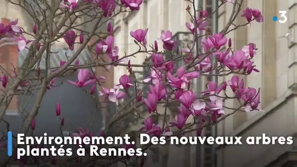 Environnement. De nouveaux arbres plantés à Rennes
