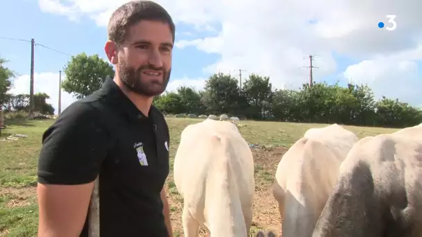 La Mirandaise, une race bovine menacée de disparition qui revit dans le sud du Gers