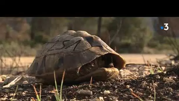 L'accès à la Réserve naturelle de la plaine des Maures pour protéger la tortue d'Hermann