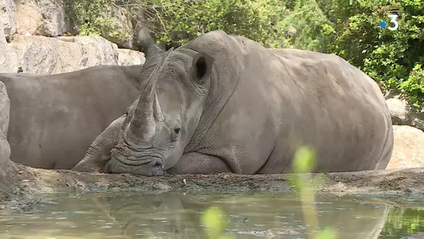 Montpellier : affluence exceptionnelle pour la réouverture du zoo de Lunaret