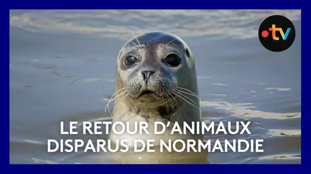 Environnement. Des animaux qui avaient disparu de Normandie font leur grand retour