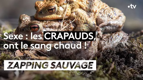 Sexe : les crapauds ont le sang chaud ! - ZAPPING SAUVAGE