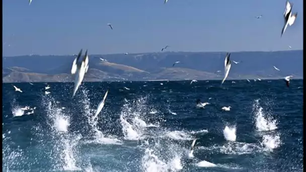 L&#039;assaut IMPLACABLE des fous du Cap - ZAPPING SAUVAGE