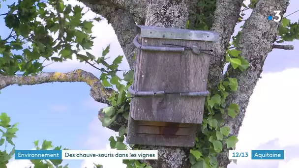 Lot-et Garonne : des chauves-souris au secours de nos vignobles