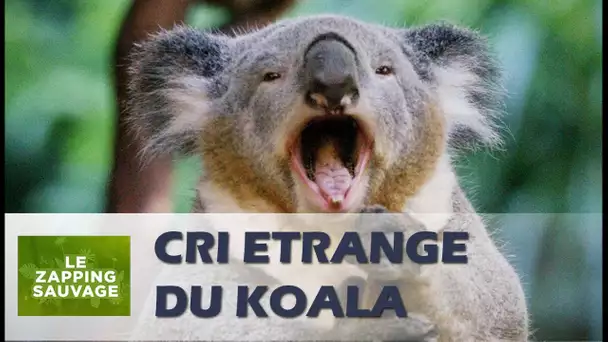 Cri très étrange de koala - ZAPPING SAUVAGE 33