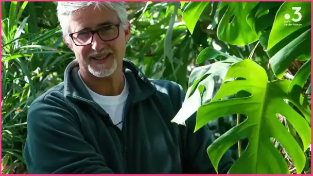 Les #TutosJardin de Jean-Pierre : Comment rempoter son Monstera ? (1/4)