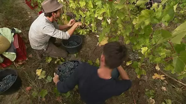 Mont-près-Chambord (Loir-et-Cher) des détenus embauchés pour les vendanges