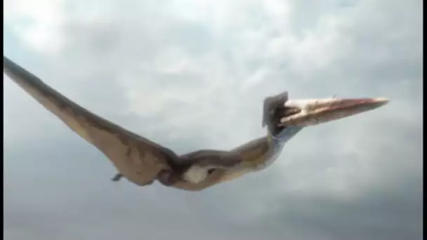 Hatzegopteryx : la plus grande créature volante (Planète Dinosaures) - ZAPPING SAUVAGE