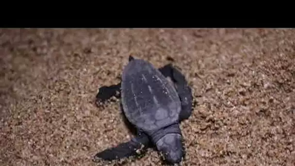 Ponte de deux tortues marines sur deux plages de Fréjus : elles sont nées !