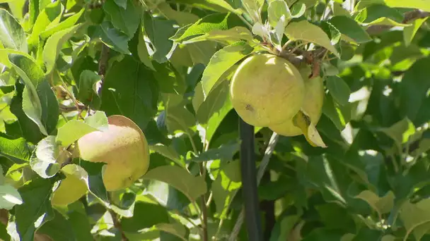 Pommes : une surproduction qui inquiète les producteurs