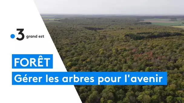 Comment gérer les arbres des forêts pour préparer l'avenir et le réchauffement climatique
