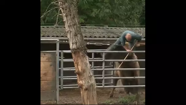 Un bison au mauvais caractère...