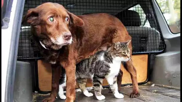 Un chat devient guide d&#039;un chien aveugle - ZAPPING SAUVAGE