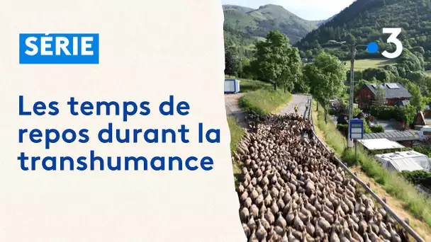 La transhumance : une aventure qui demande du repos