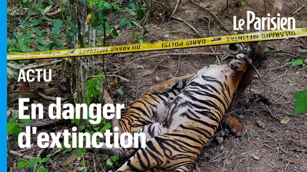 Indonésie: les autorités veulent savoir qui a tué trois tigres de Sumatra avec des pièges à san