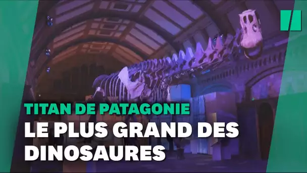Le squelette d’un Titanosaure exposé pour la première fois en Europe