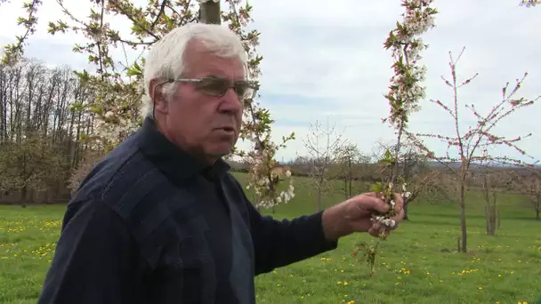 Haute-Saône : les conséquences du gel sur les arbres fruits