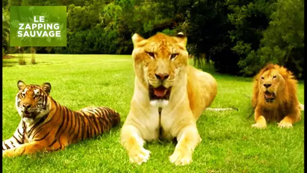 Le ligre, croisement lion tigre et plus gros félin du monde - ZAPPING SAUVAGE