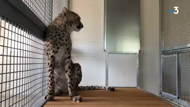 En Côte-d'Or, trois guépards viennent d'arriver au parc de l'Auxois