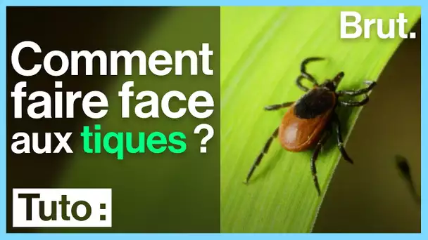 Tuto : Comment faire face aux tiques ?