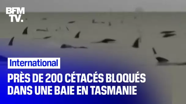 Près de 200 cétacés bloqués dans une baie de Tasmanie