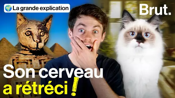 Comment le chat est devenu domestique ?