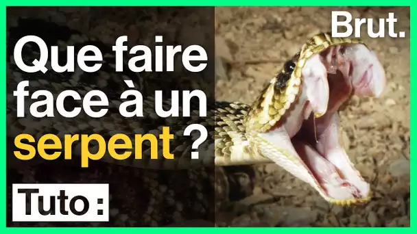 Tuto : que faire face aux serpents ?