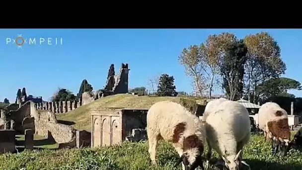 Des moutons envoyés à Pompéi pour en être les nouveaux jardiniers