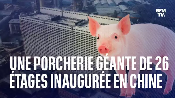 Chine: inauguration de "l'hôtel de porcs", une porcherie géante de 26 étages
