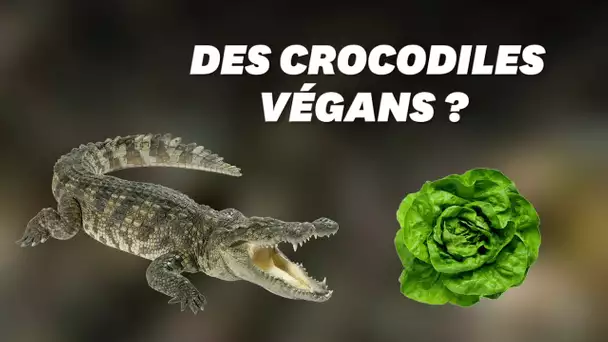 Les crocodiles ont aussi connu la mode vegan