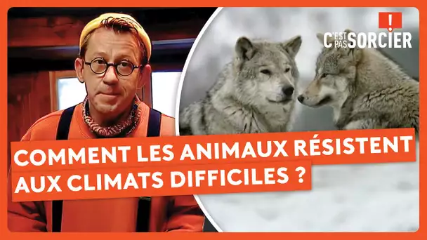 Comment les animaux résistent aux climats difficiles ? - C'est pas sorcier