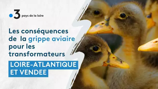 Grippe aviaire en Loire-Atlantique et Vendée : les conséquences pour les transformateurs