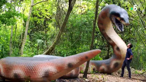 Titanoboa : le serpent géant disparu - ZAPPING SAUVAGE