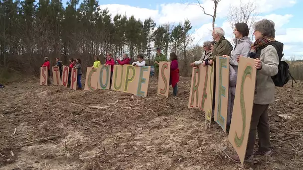 Environnement : une marche pour des forêts vivantes