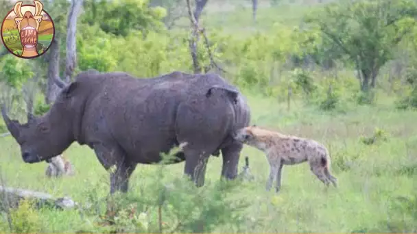 Regardez Comment Ce Chien A Defoncé Un Tigre Pour Sauver Son Maître!