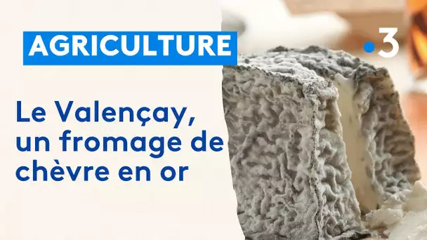 Un fromage Valençay récompensé chèvre d'or AOP, meilleur de France