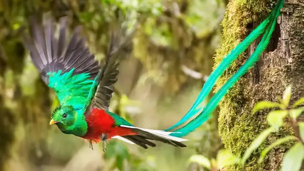 Le mystérieux oiseau sacré des Aztèques - ZAPPING SAUVAGE
