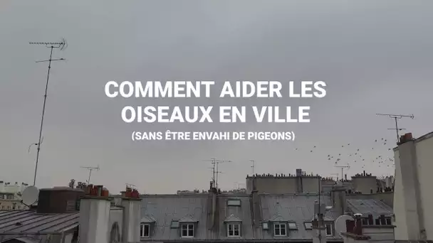 Protéger les oiseaux des villes (sans être envahi de pigeons)