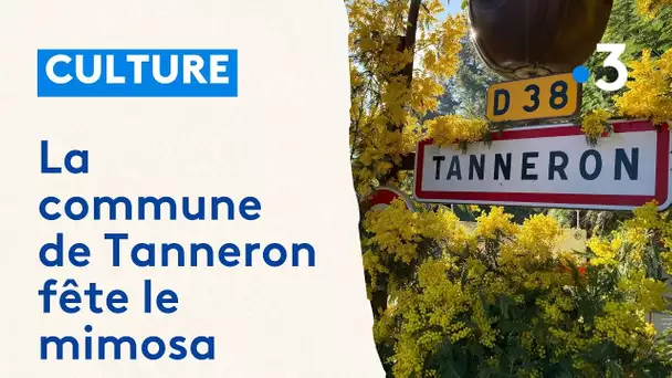 La commune de Tanneron fête le mimosa