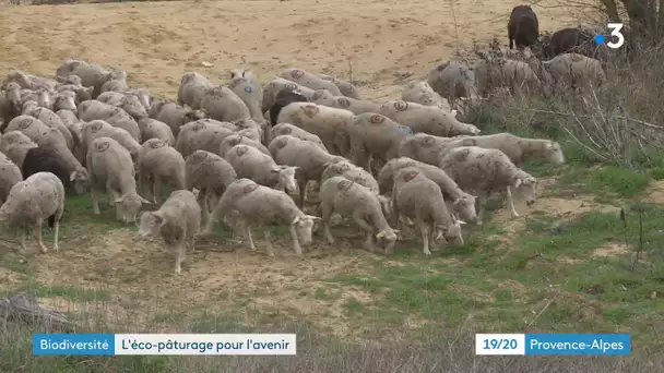 Vaucluse. L'éco-paturage : quand les brebis remplacent les tondeuses mécaniques